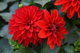 DAHLIA HYPNOTICA RED - 4" SQ POT