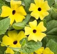 THUNBERGIA YELLOW W/DARK EYE - 4" POT