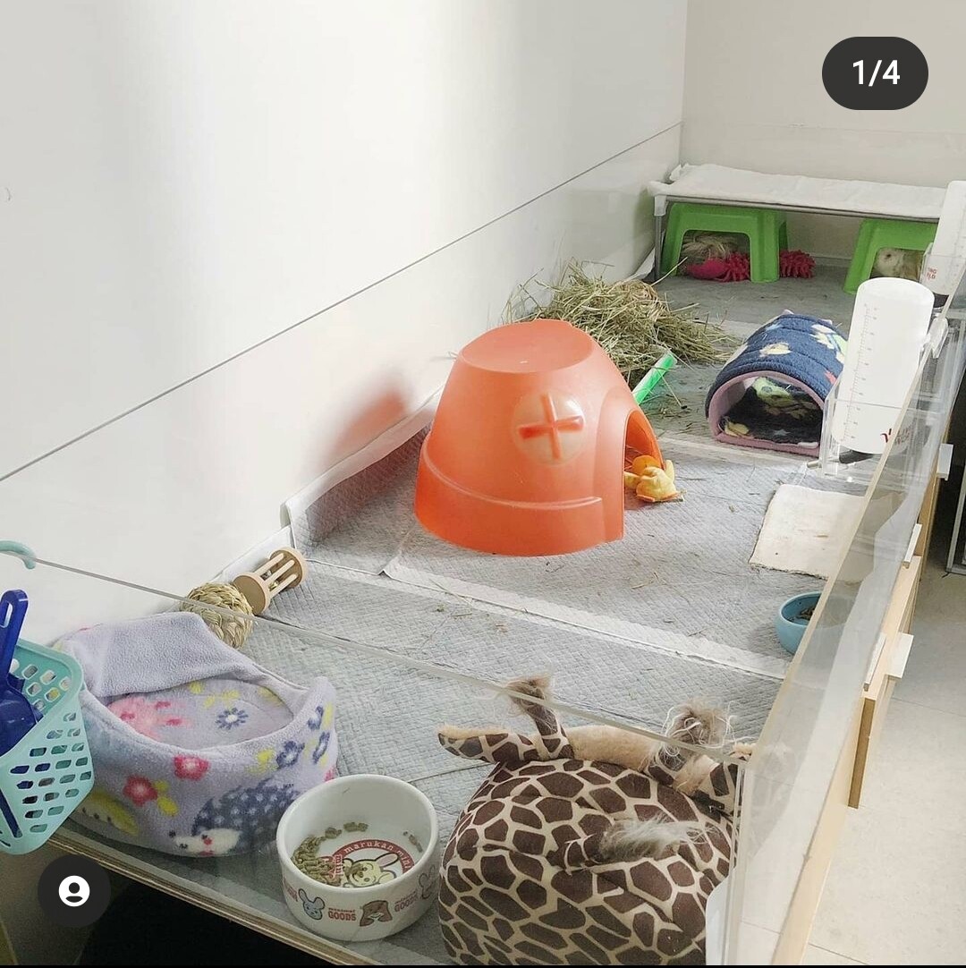 Large Guinea Pig Run