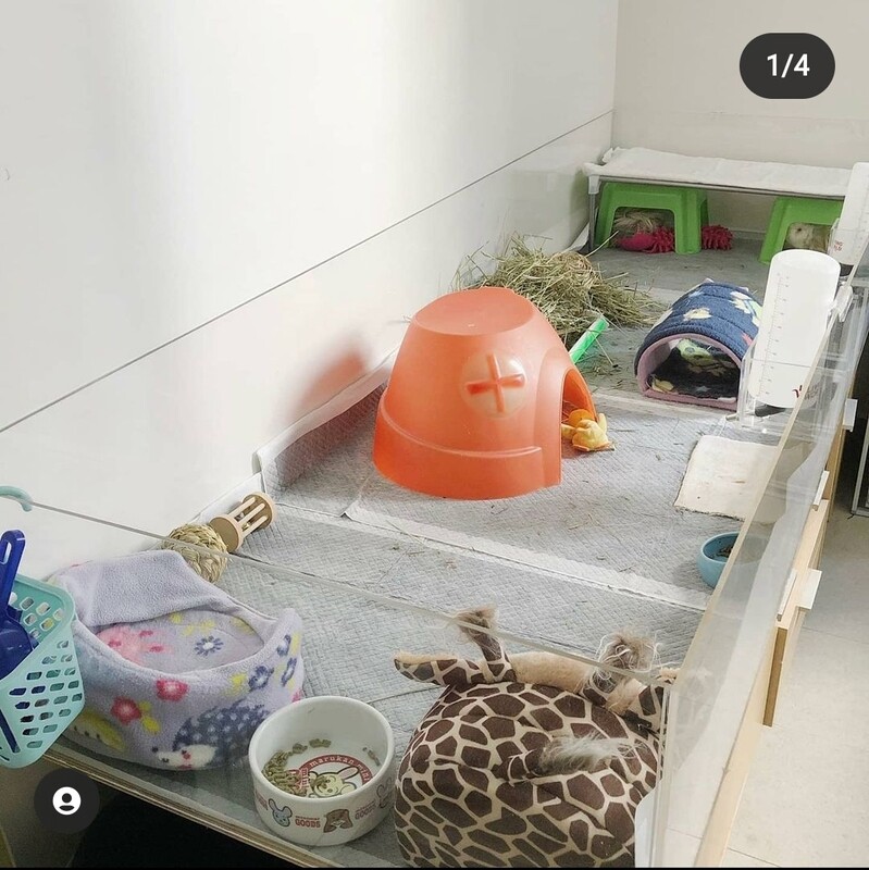Large Guinea Pig Run