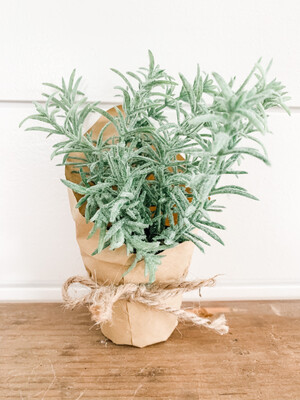 Paper Pot Rosemary