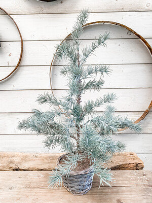 Tufted Pine in Basket