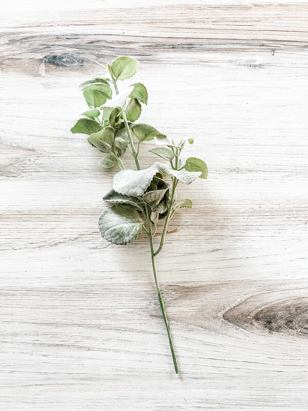Dusty Callisia