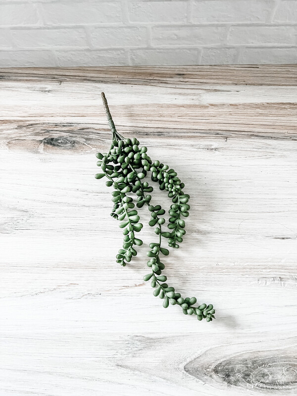Trailing Succulent