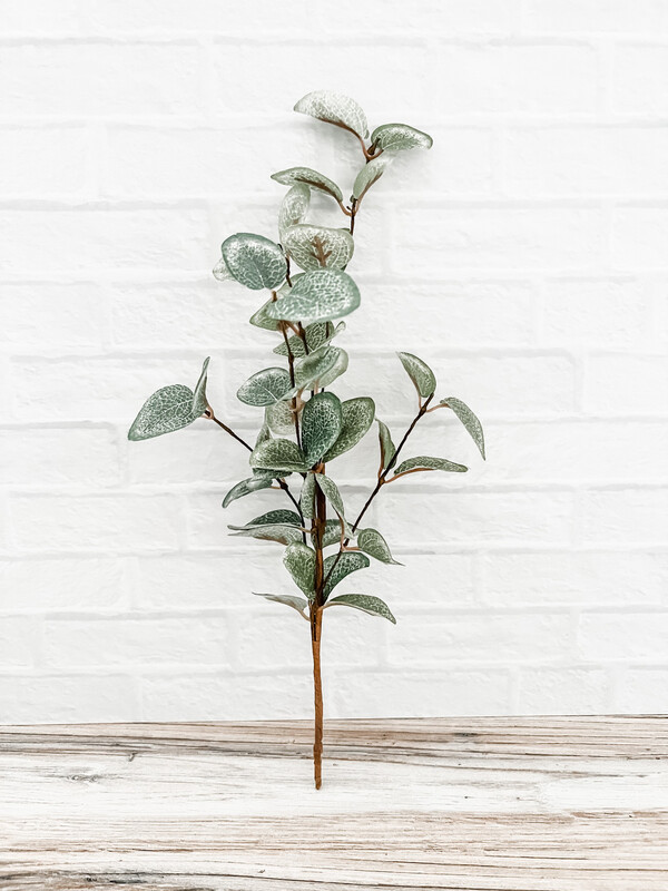 Eucalyptus Stem 12 In