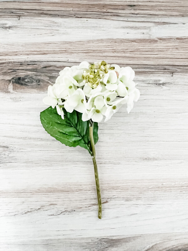 Hydrangea
