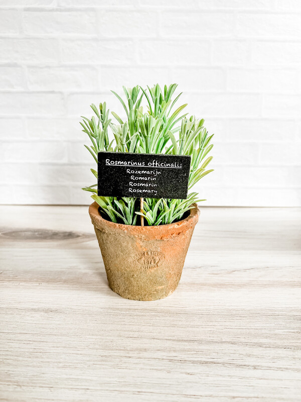 Rosemary Plant