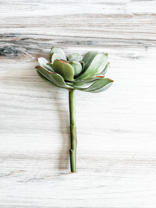 Green Succulent