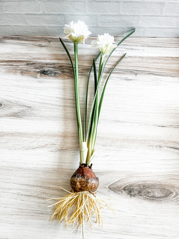 Narcissus Bulb