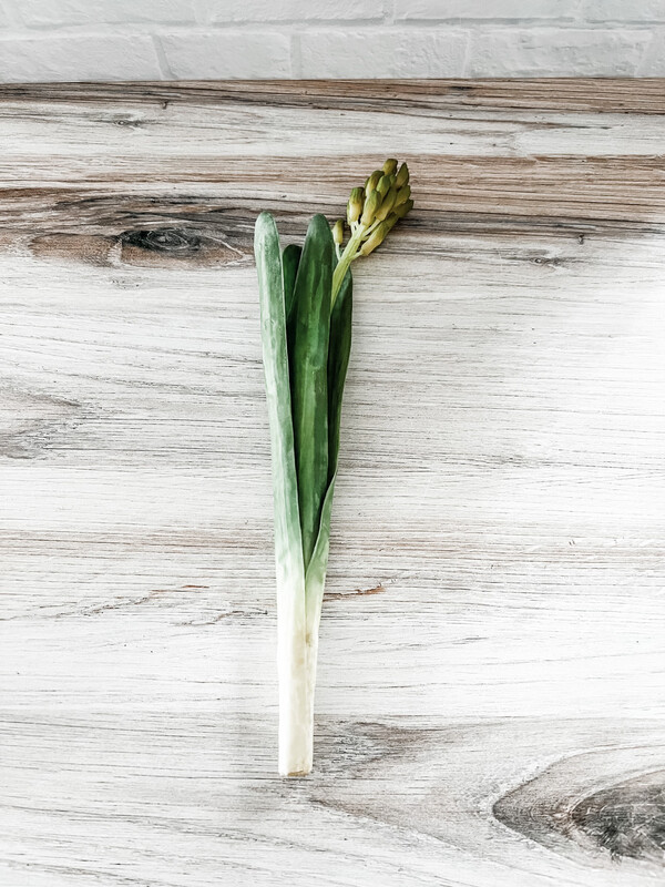 Hyacinth Stem