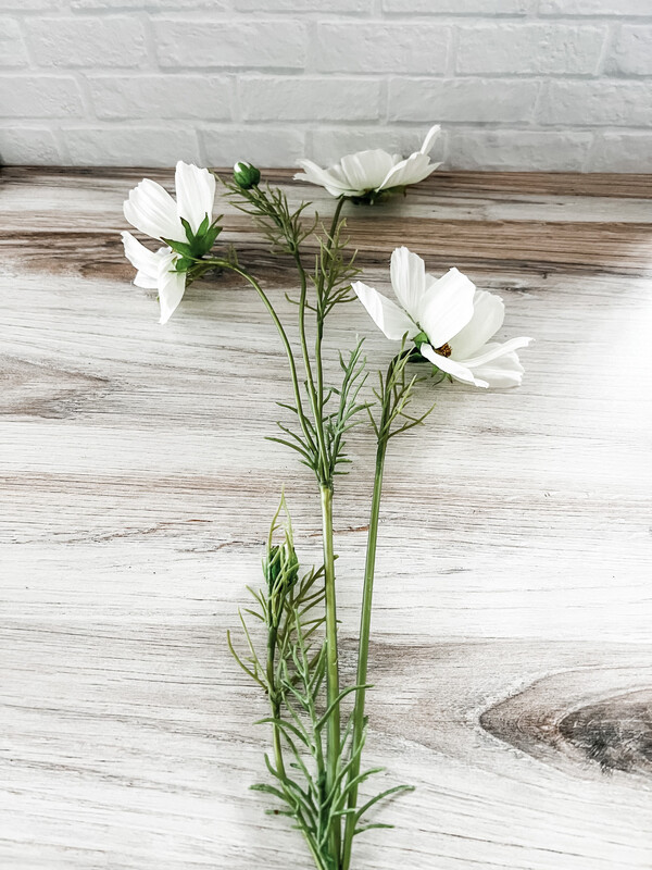 Cosmos