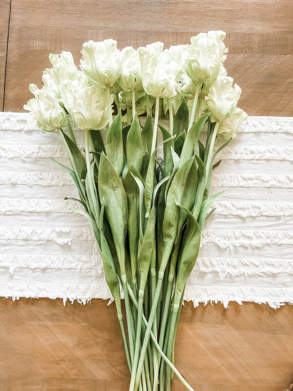 Parrot Tulip