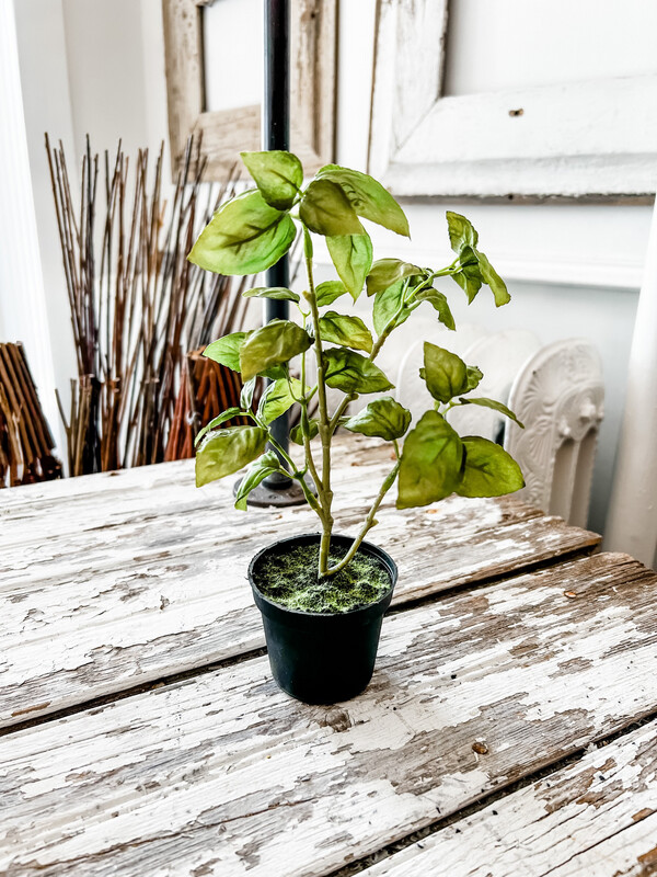 Basil Drop In L