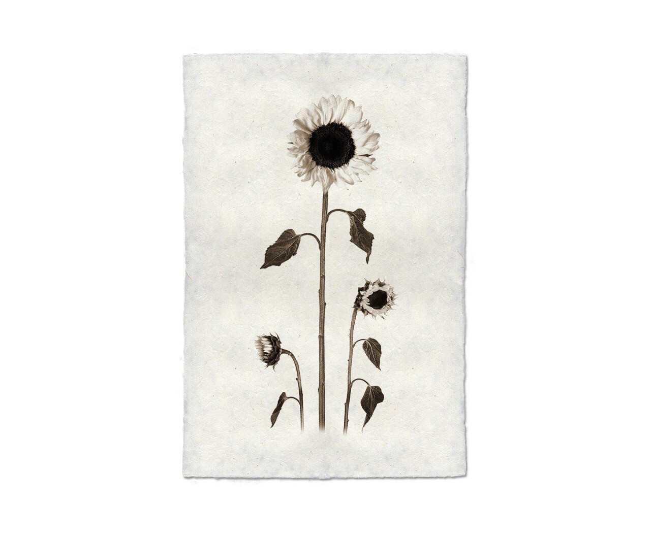 Sunflower Paper Photograph