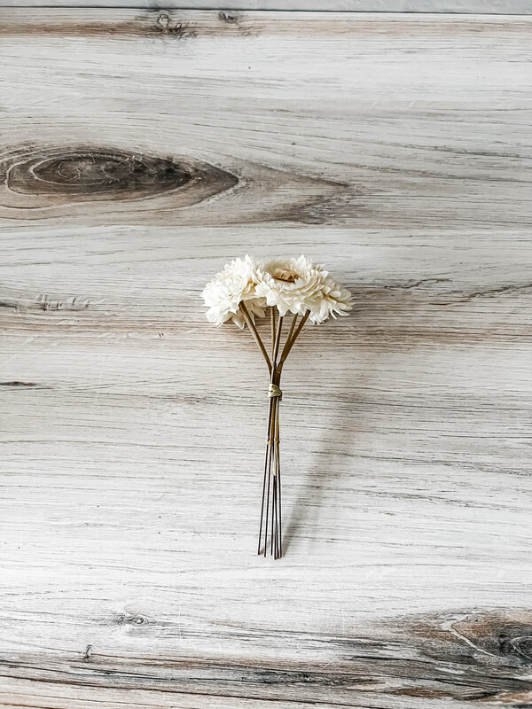 White Strawflower