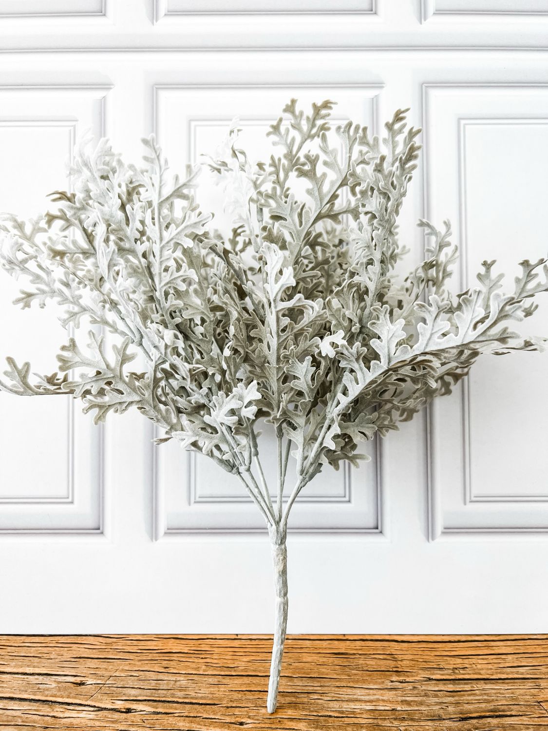 Dusty Miller Bush