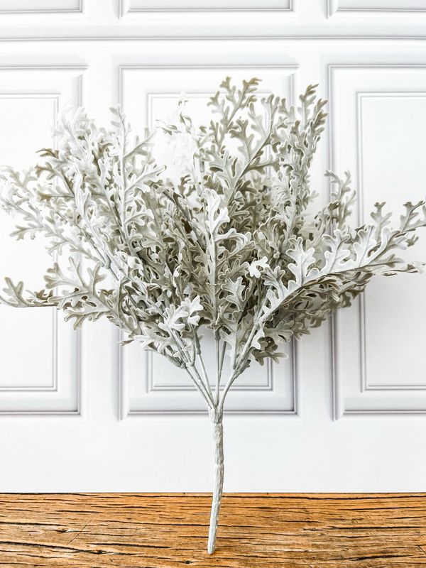 Dusty Miller Bush