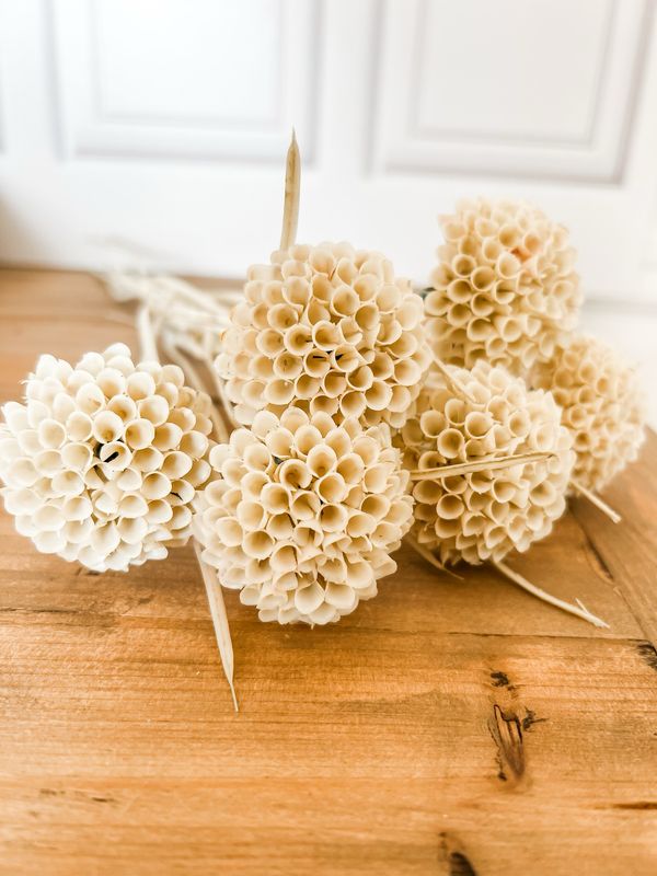 Lollipop Dahlia