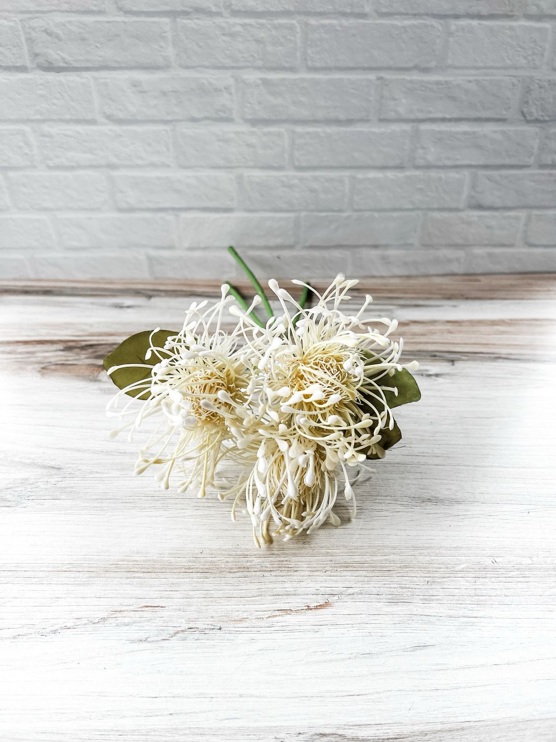 Cream Pincushion Flower