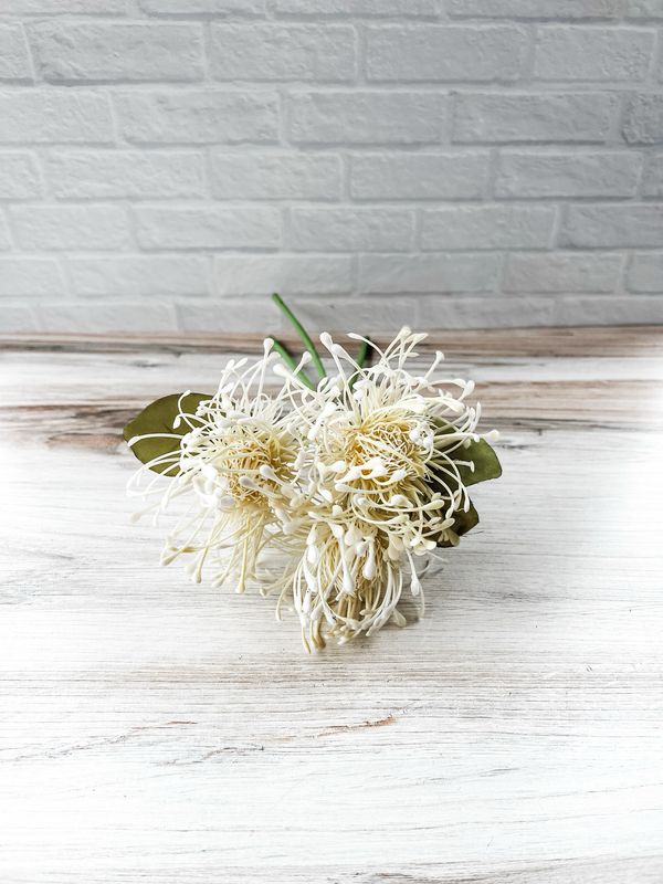 Cream Pincushion Flower