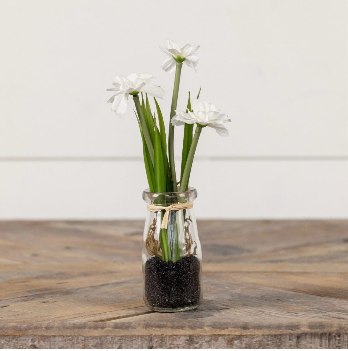Potted White Daisy