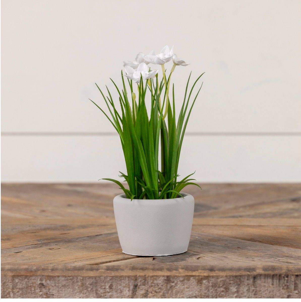 Potted White Daffodil