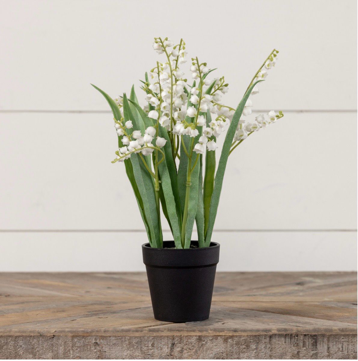 Potted Lily of the Valley