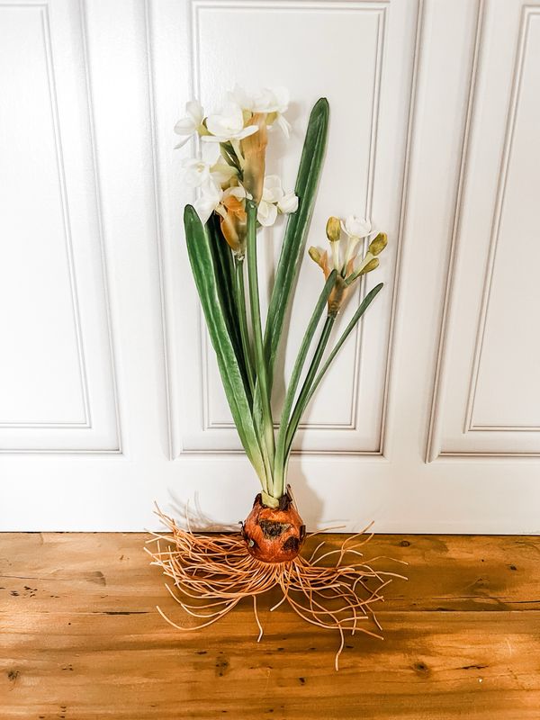 Narcissus Bulb S