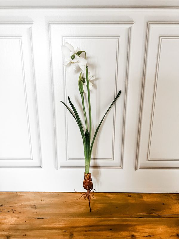 Snowdrop