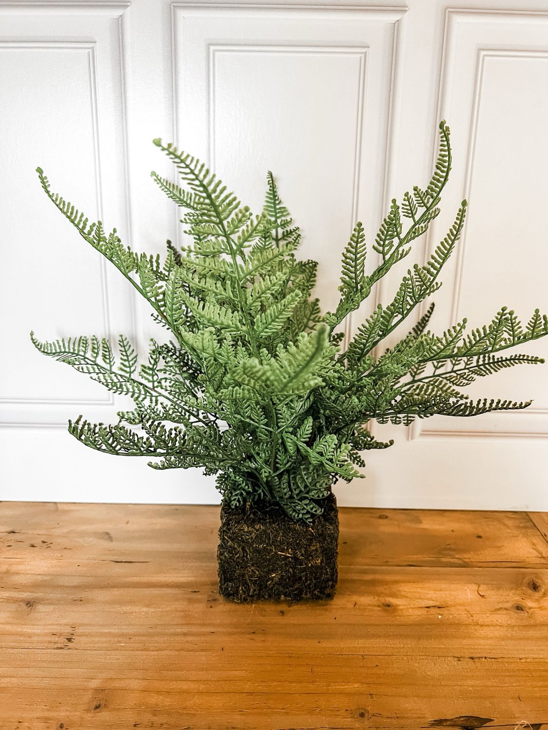 Mossy Fern