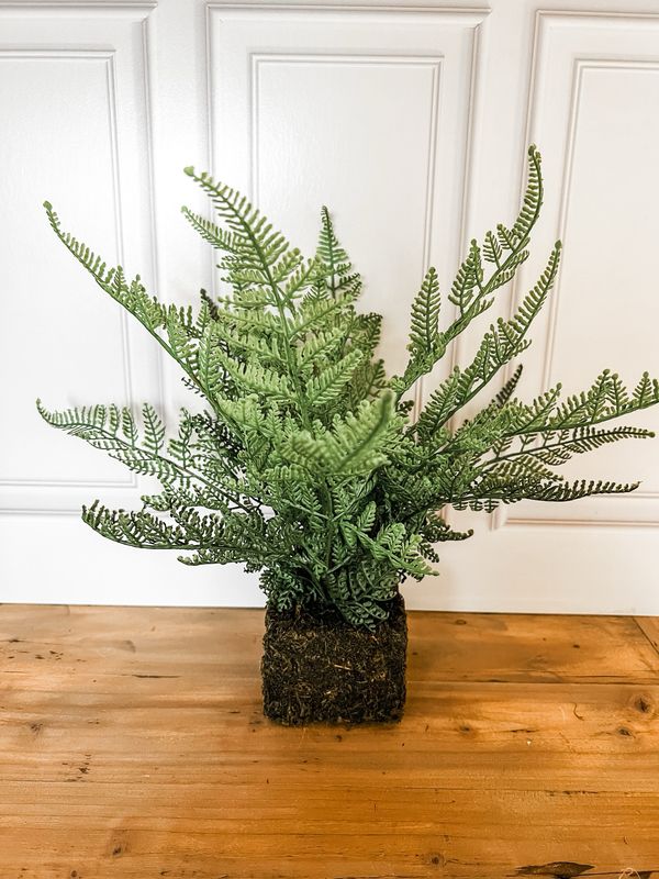 Mossy Fern