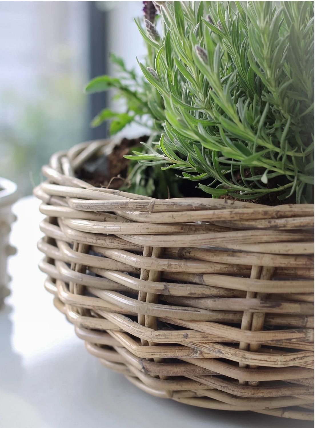 Willow Basket Planter Workshop