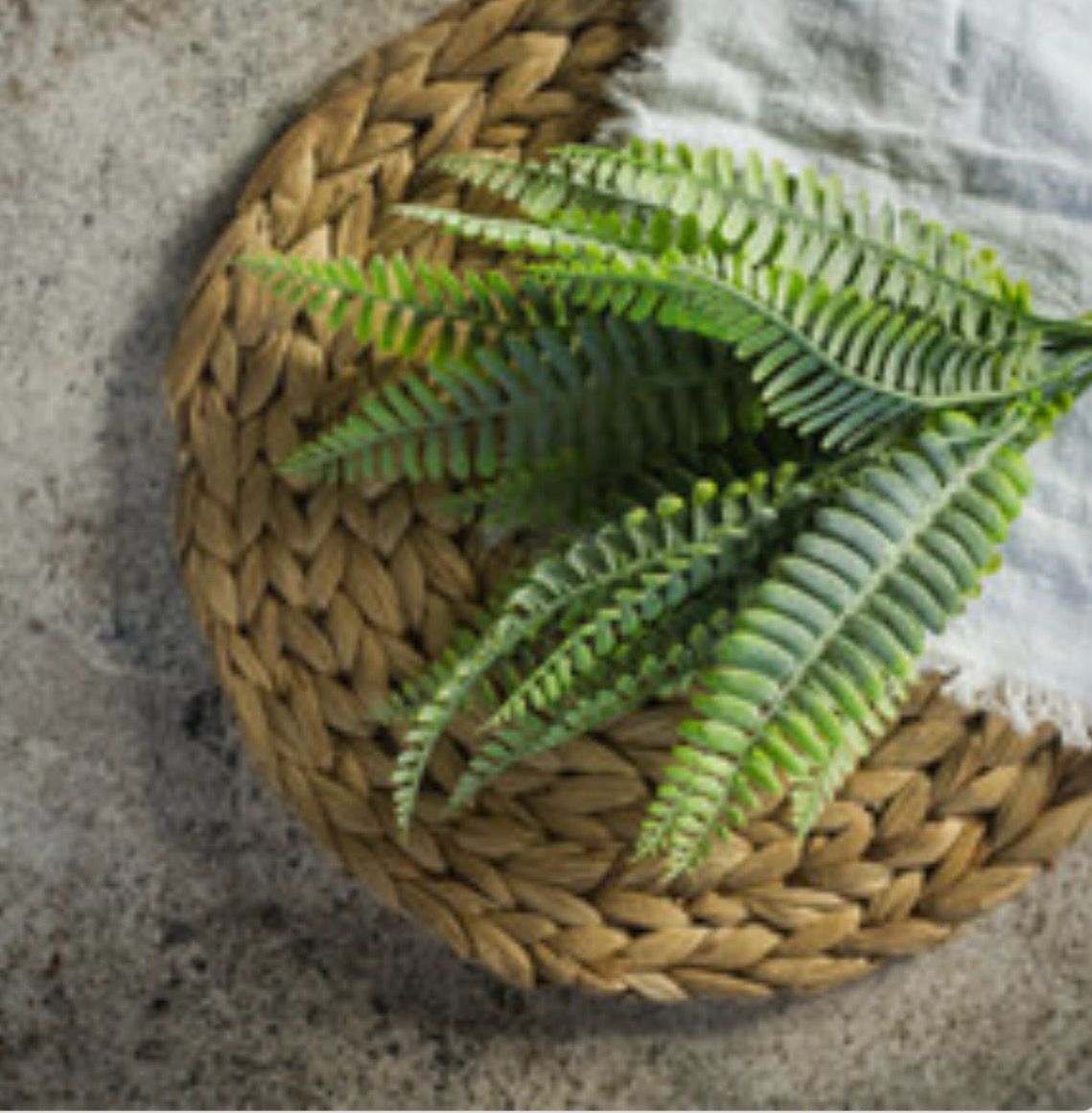 Persian leaf fern