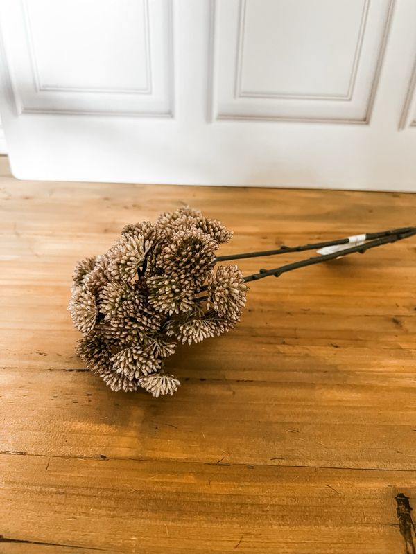 Sedum Seedhead