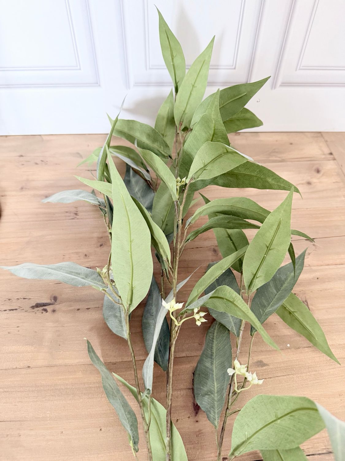 Seeded Eucalyptus Seeded Eucalyptus