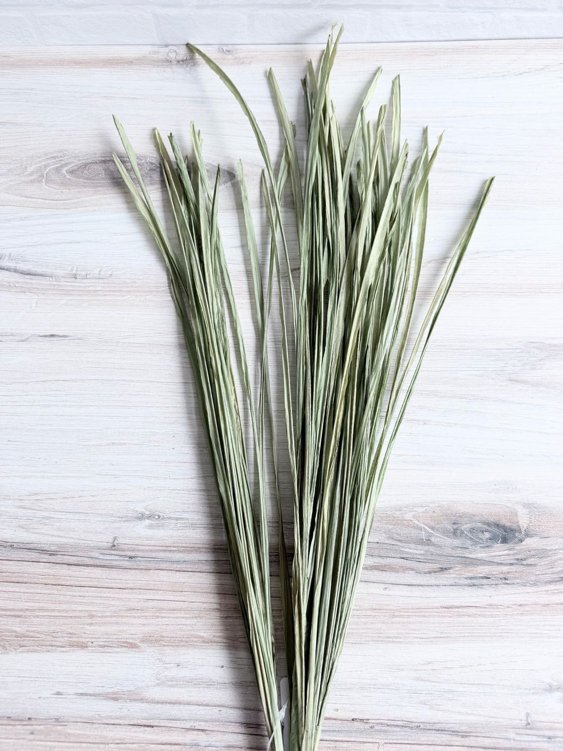 Paper Grass Bush Paper Grass Bush