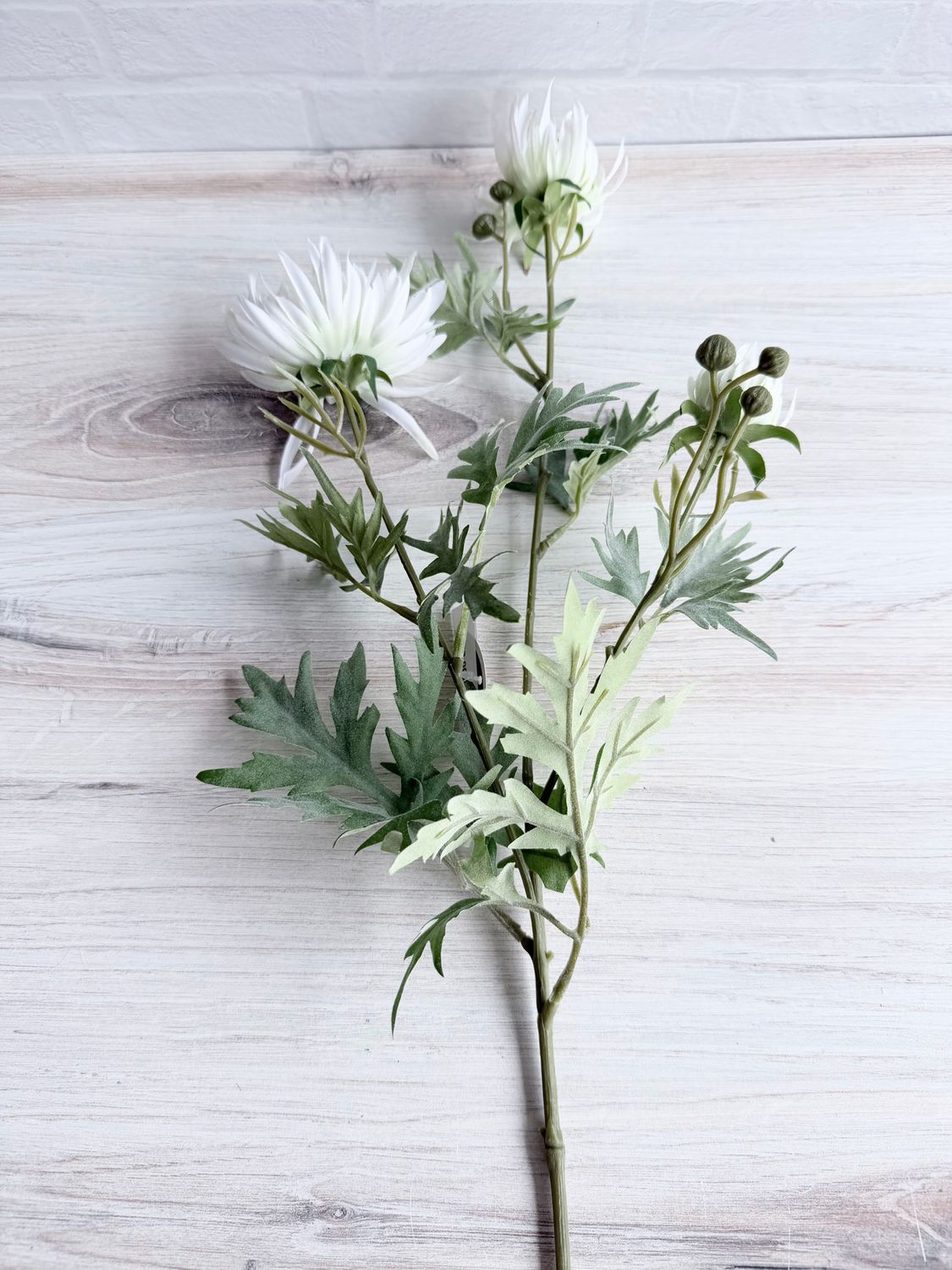 Cream Aster Spray