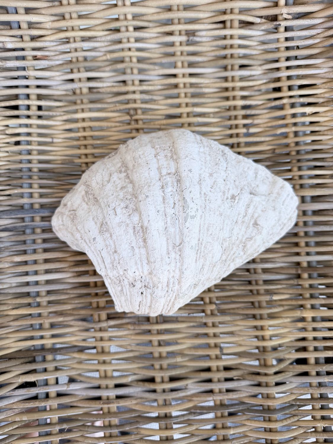White Weathered Clam Shell