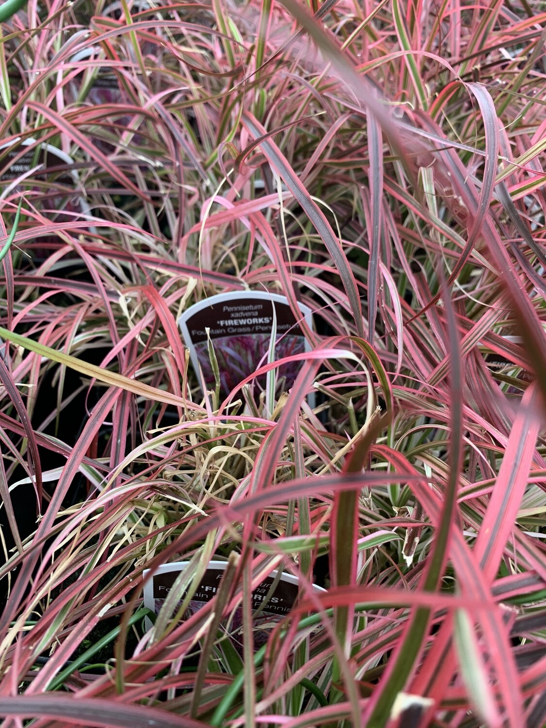 grass-fireworks