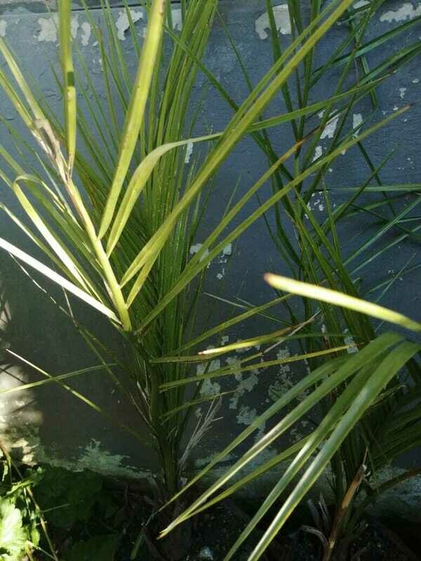 Arboles Frutales de todas las variedades.