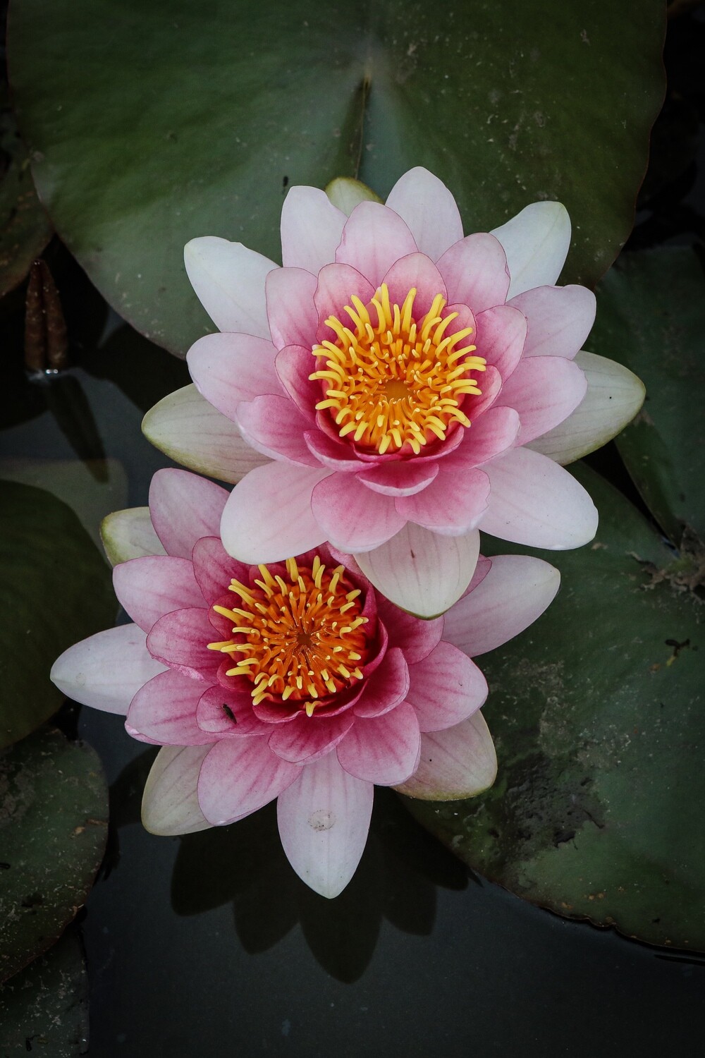 Water lilies in colour
