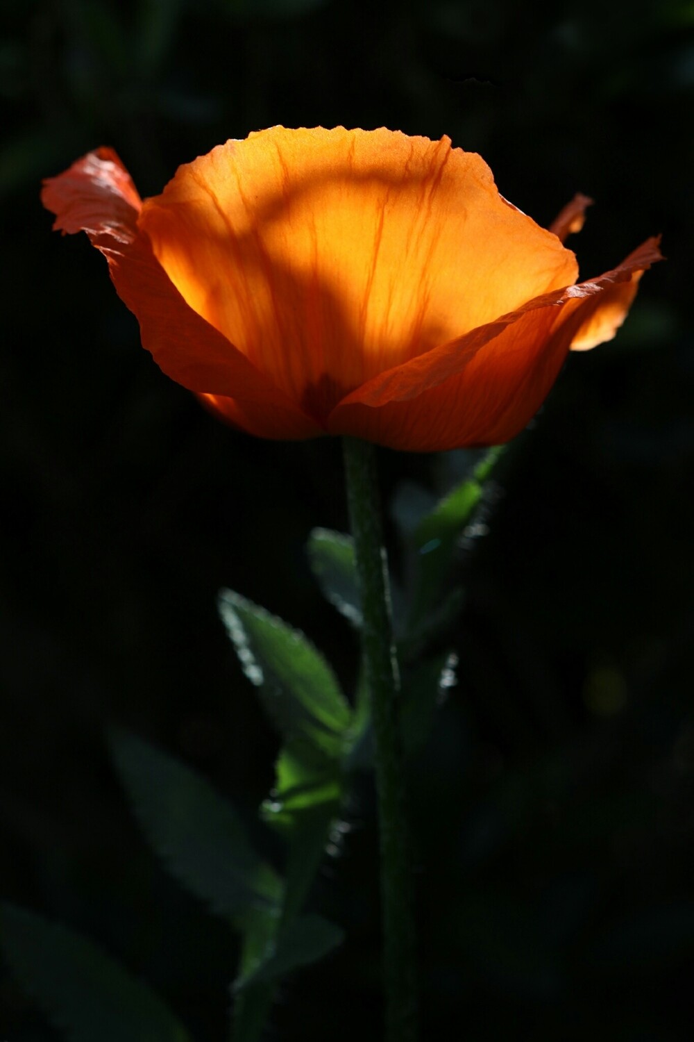 Poppy