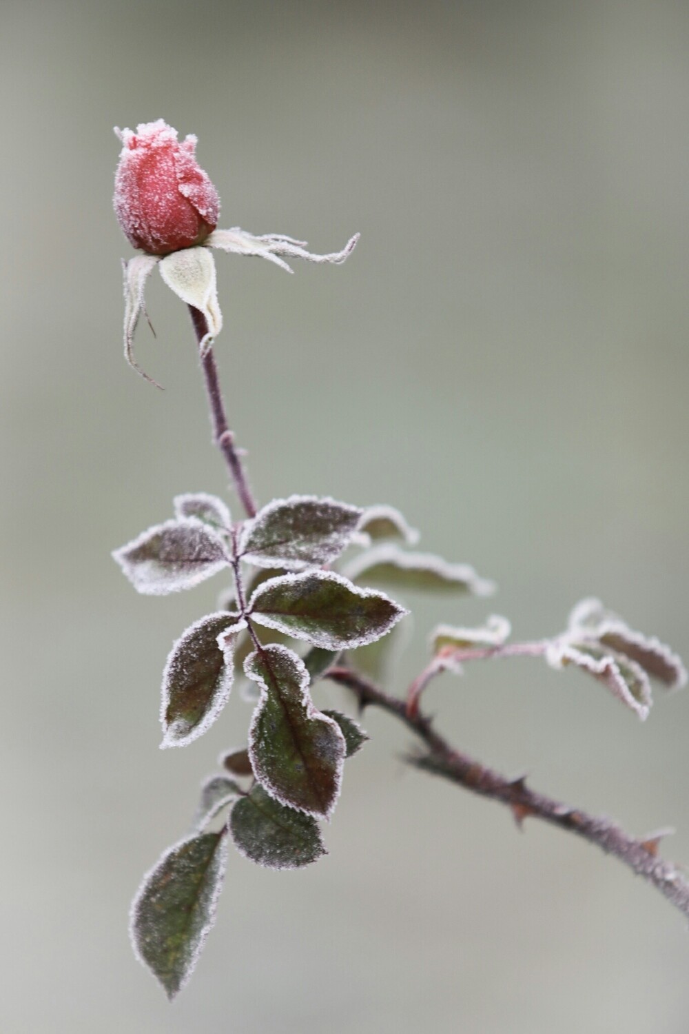 Frozen rose in colour