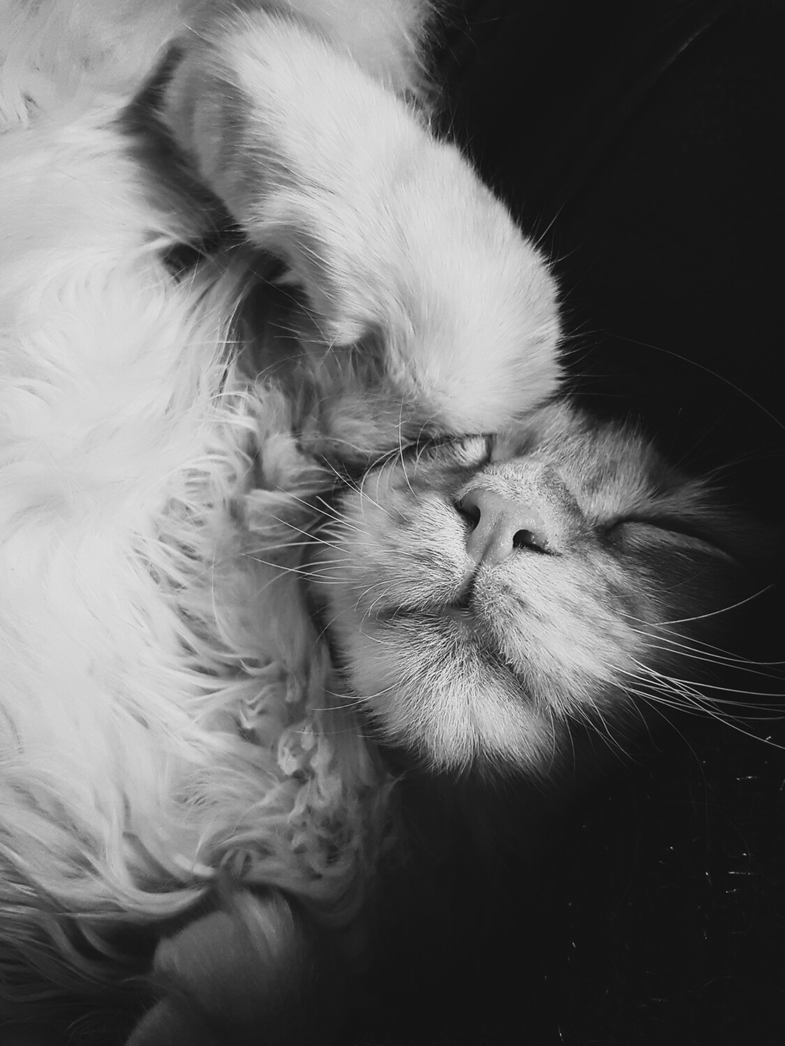 Sleeping maine coon in black and white
