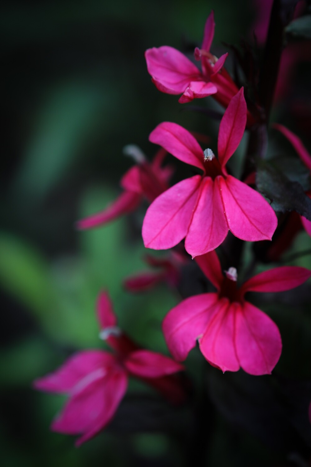 Gladiolus