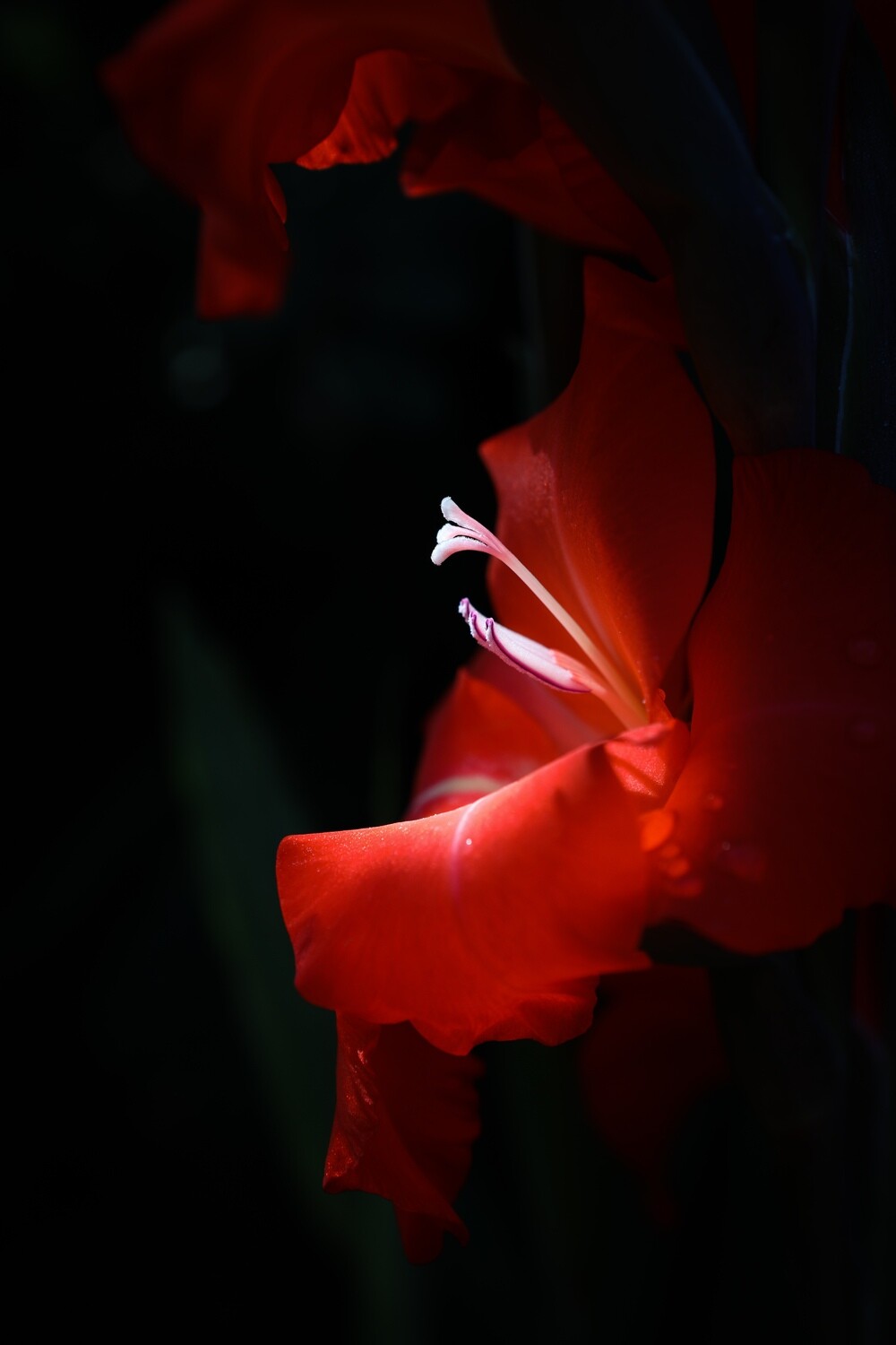 Gladiolus