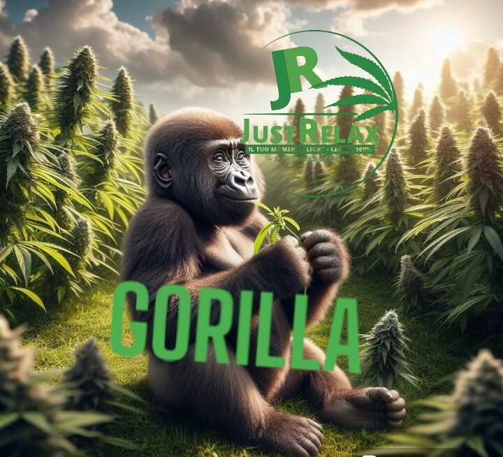 GORILLA ZTLL