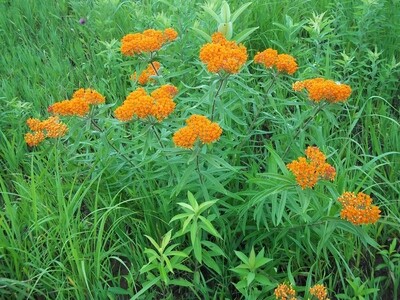 Plants