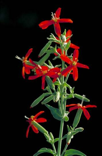 Royal Catchfly - first year plants