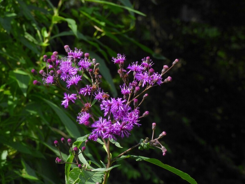 Common Ironweed